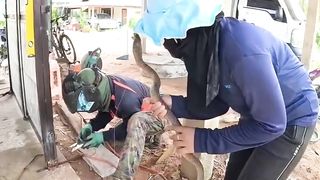 funny videos of Pja