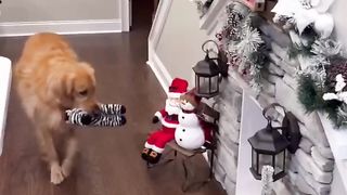 They’re cool now… #dog #dogs #goldenretriever #puppy #short