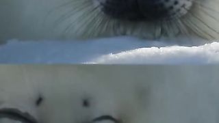 Have you ever seen a face this cute？! ???? ???? #FrozenPlanet2