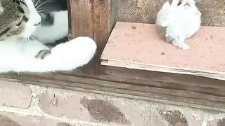 Real Time Tom And Jerry Show