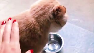 Cat Hungry, My bowl is a empty