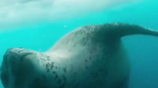 Seal vs Penguin ｜ BBC Earth
