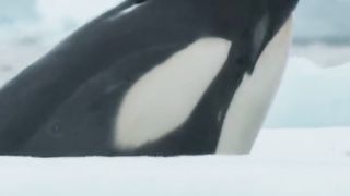 Catch me if you can…???? #FrozenPlanet2