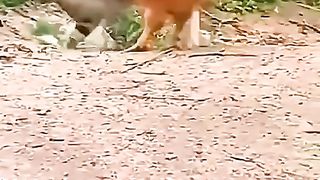 funny videos of Pja