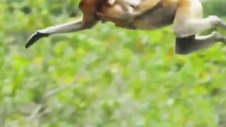 Proboscis monkey makes giant leap of faith into crocodile-infested waters ???? #InternationalMonkeyDay