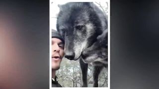 The Most Banned Dogs In The World