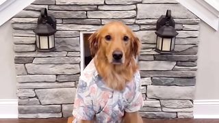 My dogs first day of school outfit #dog #goldenretriever