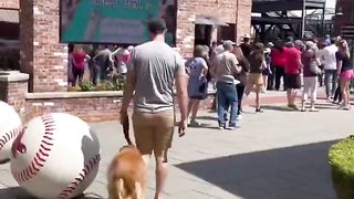 I took my dog to a baseball game! #dog #goldenretriever #baseball