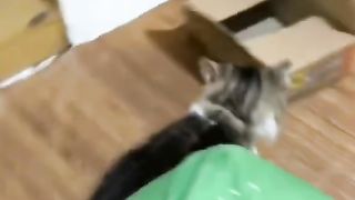 Cat and duck bestfriend