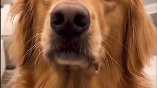 My dog has hilarious faces. ???? #dog #goldenretriever