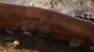 The octopus that can walk on land ????