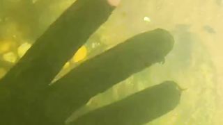 Found Pistol Underwater! (Scuba Diving)