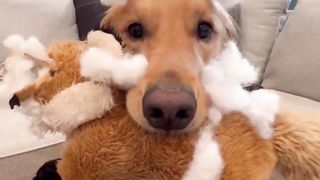 I have the craziest Golden Retriever! #dog #goldenretriever #pets