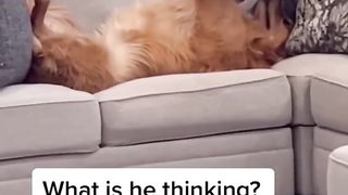 I wouldn’t have to think either if I was that spoiled… #dog #dogs #goldenretriever #puppy #teddy