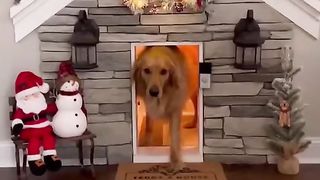 My dog decorates for Christmas too early #dog #goldenretriever