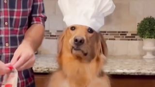 Hilarious faces my dog makes! #goldenretriever