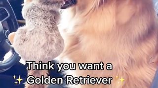 Think you want a GOLDEN RETRIEVER？ #dog #goldenretriever
