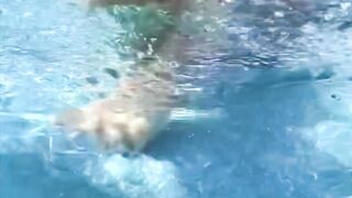 The Most Lovable Dog|Golden Retriever Funny shorts