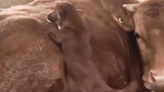 Собаку разлучили с Коровой!