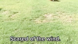 I can’t believe my dog does these things… #dog #goldenretriever