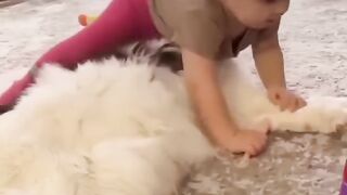 На это можно смотреть ВЕЧНО!! Смешные Кошки и Собаки! ????????????