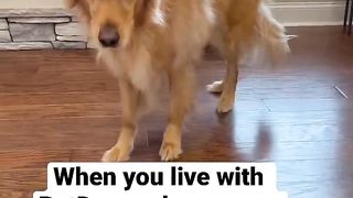 My dog is a superhero! #dog #goldenretriever