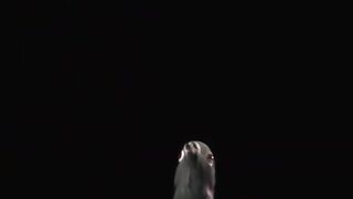 Pigeon Flight in Slow Motion ｜ BBC Earth