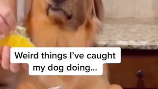 Weird things I’ve caught my dog doing! #dog #goldenretriever #puppy