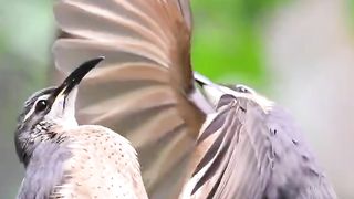 Subtlety isn’t this bird’s forté ????