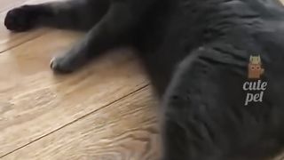 На это можно смотреть ВЕЧНО!! Смешные Кошки и Собаки! ????????????