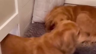 What happens when a girl moves in! #dog #goldenretriever @EllieGoldenLife