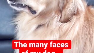 This dog has hilarious faces ???? #dog #goldenretriever