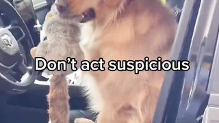 The funniest 5 clips of my dog! #dog #goldenretriever