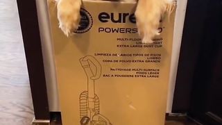 My dog is the worlds greatest vacuum! #dog #goldenretriever