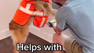 He’s a helpful dog… #dog #dogs #goldenretriever #puppy #shorts