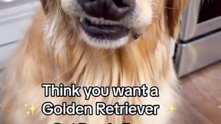 Are you sure you want a Golden Retriever？! #dog #goldenretriever