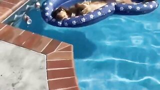 My dog LOVES the pool! #dog #goldenretriever