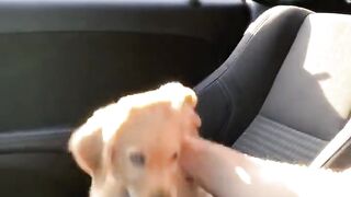 Adorable puppy won’t leave owner alone! #dog #goldenretriever