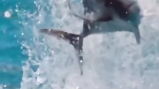 fishy bois fighting feathery fellas