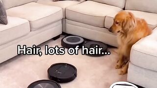 Signs you have a Golden Retriever!