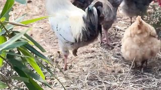 Roster fight