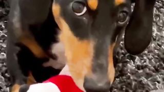How not to train your dog ????