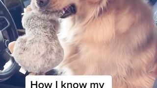 My Golden Retriever would not survive in the wild… #dog #goldenretriever