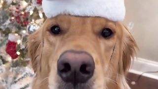 I took my dog to meet SANTA! #dog #goldenretriever