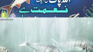Machli bhi Allah Paak ki Nemat hai