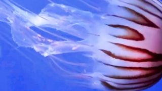 AMAZING SEA SHOW #viral  #shortvideo