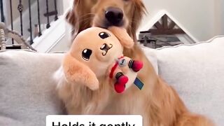 The cutest dog toy ever! #dog #goldenretriever #puppy