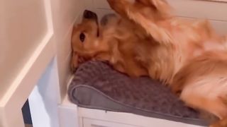 My dog doesn’t have a thought in his head… #dog #goldenretriever