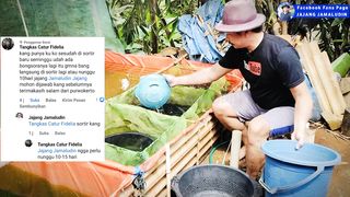 Padahal baru 1 Minggu dari sortir pertama, sudah ada lagi lele BONGSORAN (lele besar) apakah harus disortir atau nunggu 15 hari❓