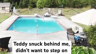 My dog pushed me in the pool! #dog #goldenretriever